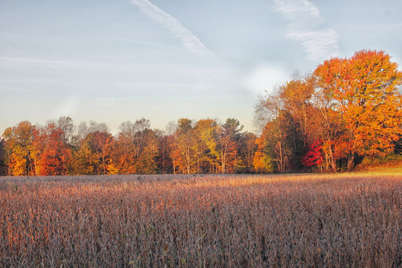 A field with trees in the background.